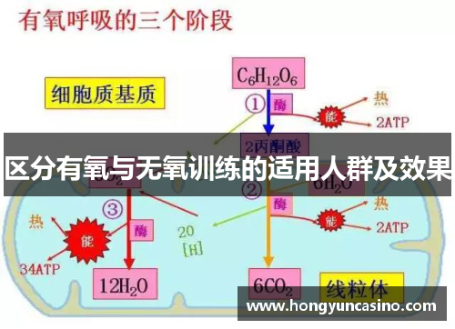 区分有氧与无氧训练的适用人群及效果